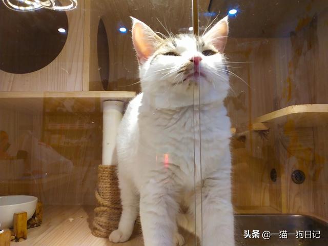 猫食欲不振精神萎靡:猫咪总是睡觉不爱吃食怎么回事？