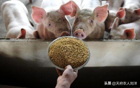 猪脱肛吃什么药效果好:猪场治疗小猪脱肛，不用缝针真的可以吗？有哪些注意事项？