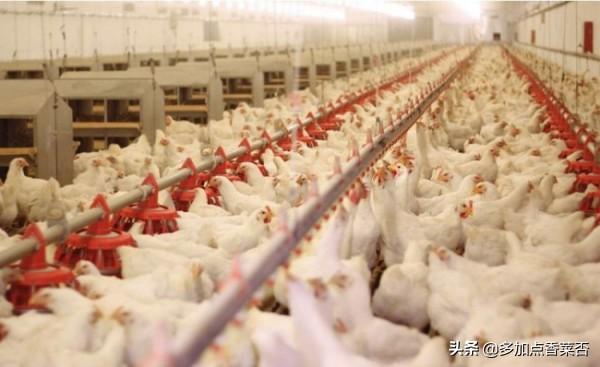 火鸡养殖成本投入多少钱:中国没有大规模养殖火鸡吗？为什么？难道这个不赚钱吗？