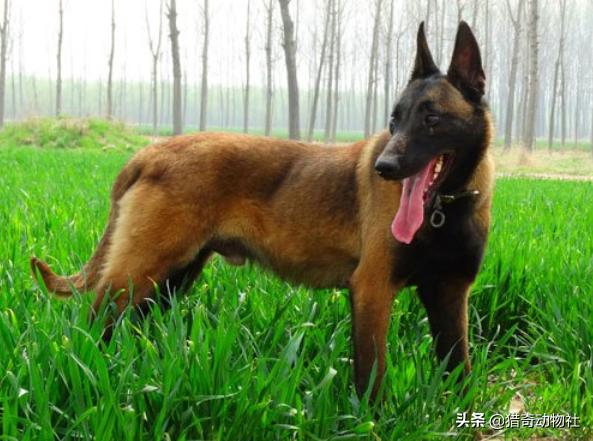 警察与防暴犬图片:为什么哈士奇容易和犯罪分子达成共识？