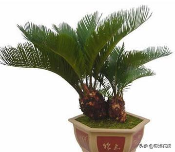 铁树图片:铁树图片大全大图 铁树枯死重新长出新叶怎么护理？