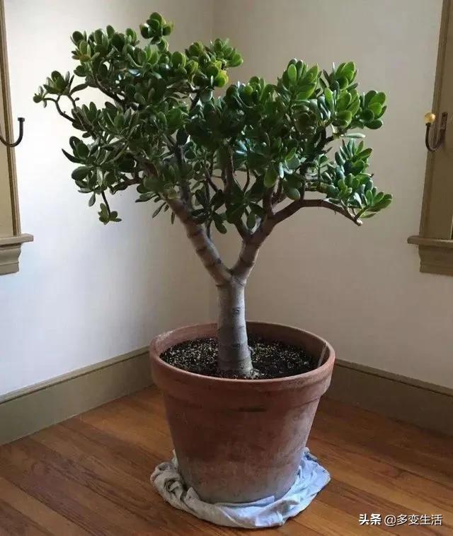 玉树养成盆景的几个技巧，为什么有人养在室内就容易挂掉呢？插图63