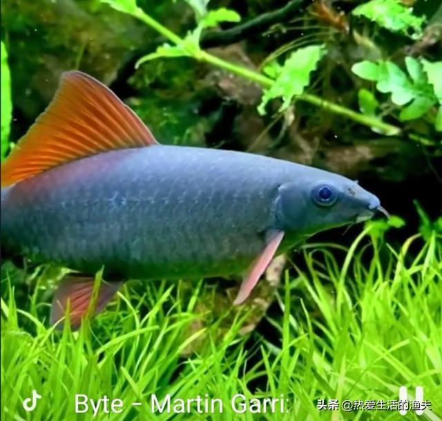 澳洲彩虹鱼鱼图片:孔雀鱼都能和什么一起养？