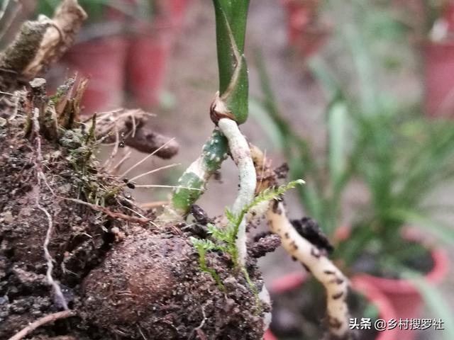 飞燕草发芽:下山一苗草，上盆一个月，现发两芽，能成活吗？