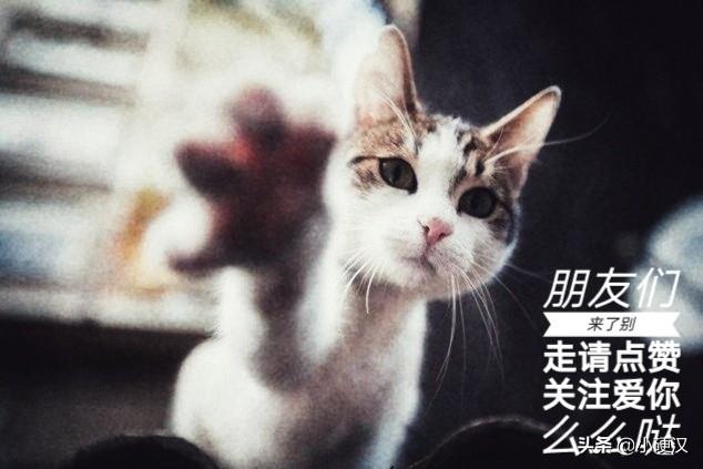 日本截尾猫会藏多久才出来:猫生小猫躲起来多久才会出来？怎么办？