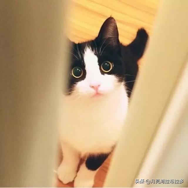 猫的品种及图片:想咨询图片里的是什么品种的猫咪？ 各种猫图片大全