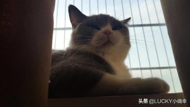 北京宠物猫领养网:在哪可以买到优质的宠物猫呢？