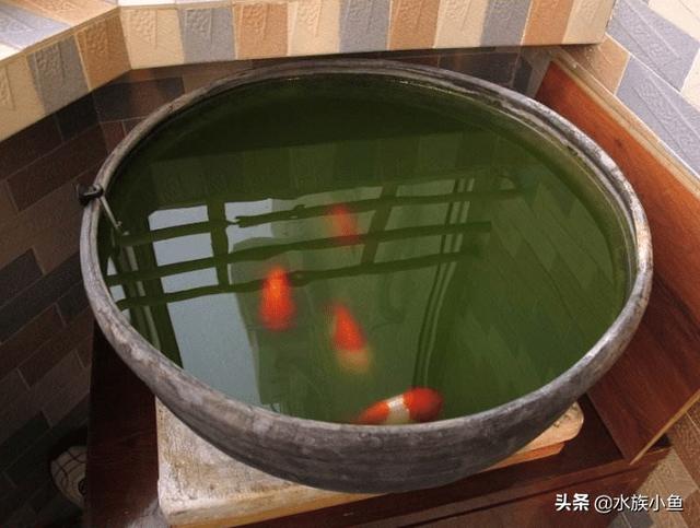 头条问答 一口水缸适合养什么鱼呢 水族小鱼的回答 0赞