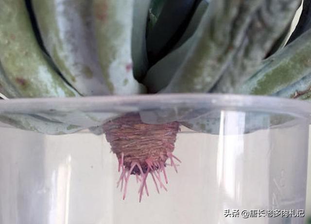 薄雪万年草:黄金万年草如何才能养到爆盆？