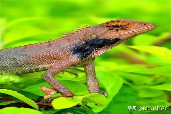 宠物蜥蜴价格及图片:4种适合新手饲养的宠物蜥蜴？