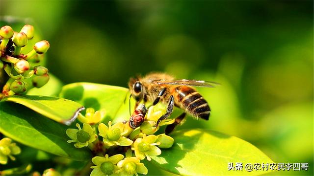 有关蜜蜂的知识简解:蜜蜂养殖需要哪些条件和注意事项？