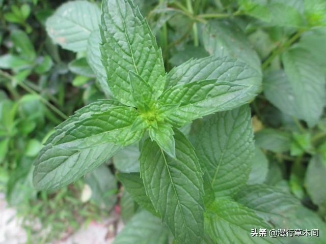 观赏植物:那些植物，又能当菜吃，又能观赏？