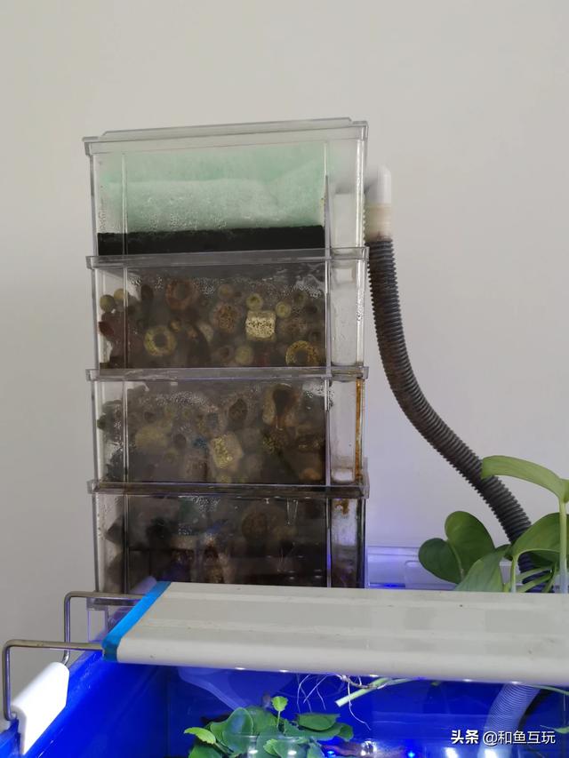 60cm鱼缸造景图片:60cm的鱼缸该养什么？如何遮挡缸底水泵？