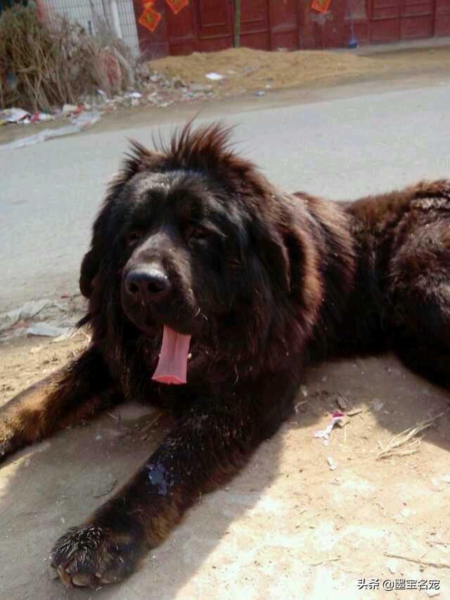 比格猎兔犬是小型犬吗:哪些狗狗送去宠物店寄养，老板可能都会嫌弃？