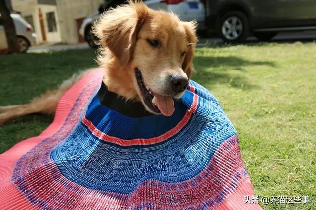 金毛犬有什么缺点？插图15