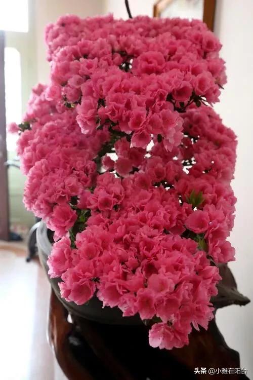 四季杜鹃花夏天怎么养:想要杜鹃花健康生长，在培育的时候，应该如何进行浇水和修剪？