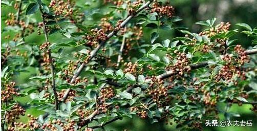 蚜虫的天敌:种植花椒树蚜虫发生的原因和防治有哪些？