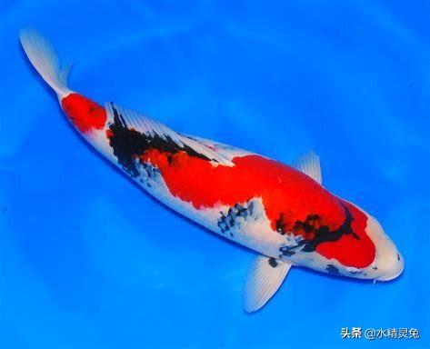 海水观赏鱼新手:40裸缸，新手入门养什么观赏鱼好？