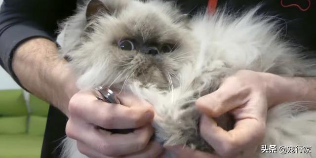 给猫的鸡胸肉怎么做:给猫的鸡胸肉怎么做冻干 猫咪的爪子总爱受伤，如何呵护猫咪的小爪子？