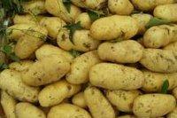 土豆什么时间种最合适？