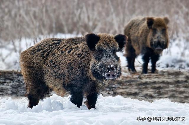 萨路基猎犬吃什么:野猪的战斗力到底有多强？