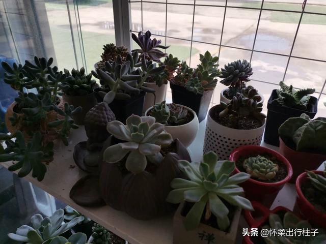冰灯玉露繁殖:冰灯玉露繁殖方法 不同品种的多肉植物价格也不同，哪个品种最贵？