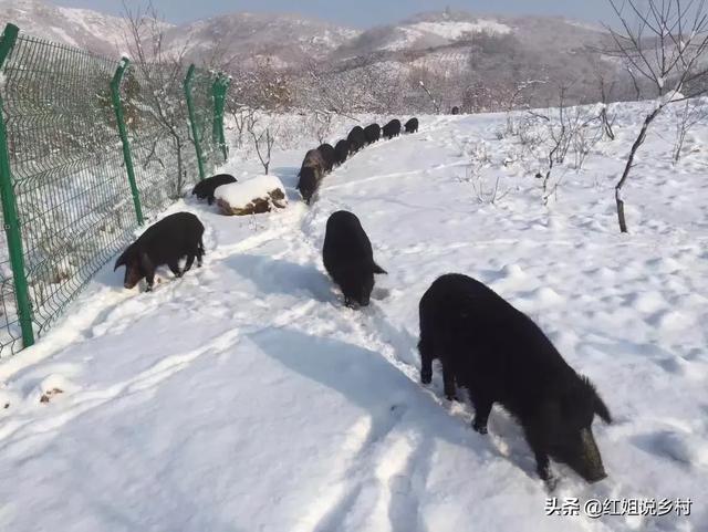 巴马香猪散放养视频:2019年养殖香猪赚钱吗？香猪养殖前景如何？