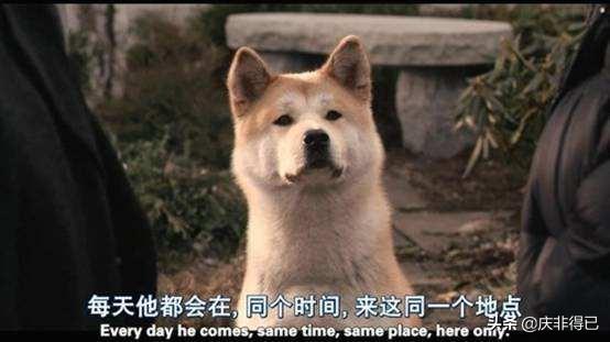 小犬与女孩 迅雷下载:有什么催泪电影推荐吗？最好是关于动物的？