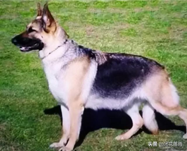 纯种小德牧:短毛德牧和长毛德牧有什么区别？