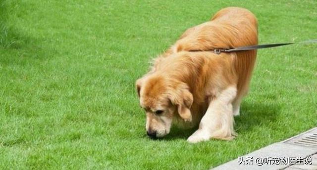 美卡犬要挤肛门:不给博美犬挤肛门腺的后果是什么？