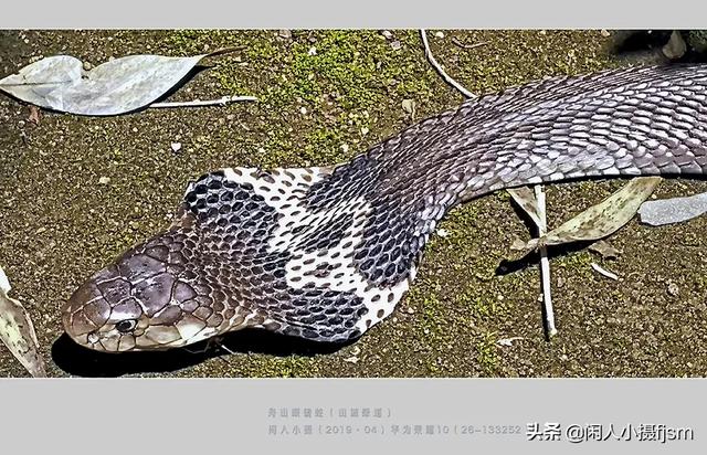 水蛇图片:你手机拍的蛇类的照片能否分享一下？