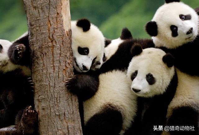 桃花水母为何被称为水中大熊猫，抛开国宝不说，大熊猫和白鱀豚哪个珍贵
