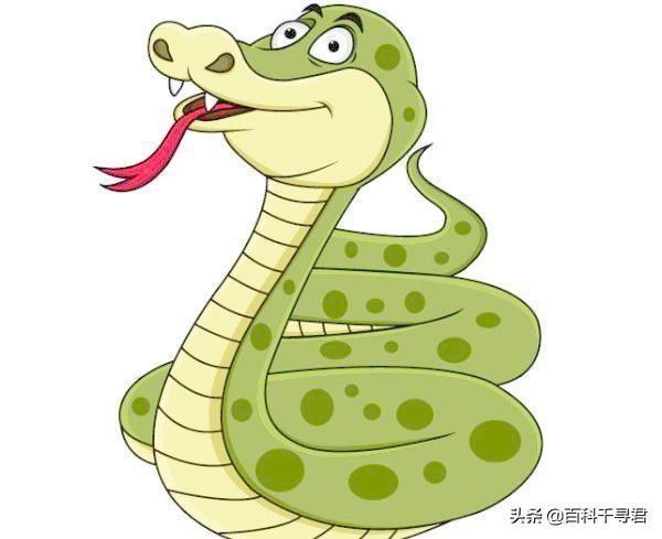 亚马逊森蚺和眼睛王蛇:眼镜王蛇VS蟒蛇，哪个厉害？