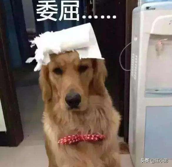 罗威纳犬复仇评价:天生牙为何要向丛云牙和铁碎牙复仇？