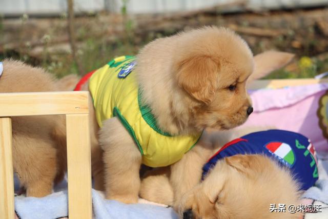 金毛犬怎么看纯不纯:我想买只金毛幼崽。但是不知道怎样选。求高手解答？