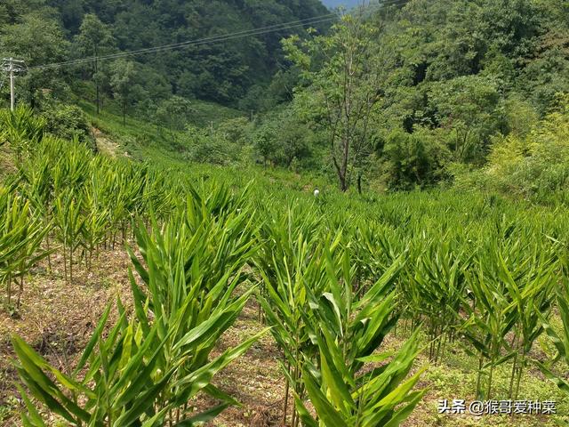 阳荷种植前景怎么样，洋荷的经济价值挺高的，如何种植产量高呢