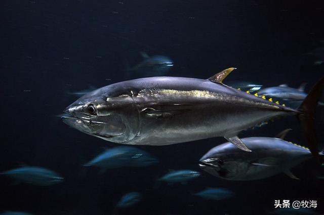 日本为何把鲷鱼誉为海鱼之王，日本鱼王——“鲷鱼”是怎样的存在