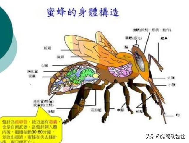 蜂尾针图片