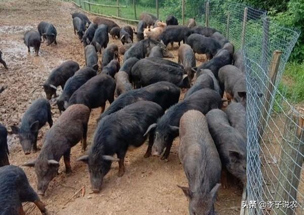 未来3年,一头母猪每年是否还可以给你盈利超过5万元？