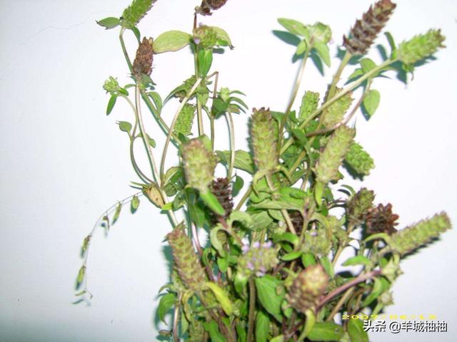 头条问答 - 听说广东很喜欢喝夏桑菊,这有什么用啊?(8个回答)