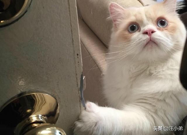 打小猫:打猫有用嘛？一岁的猫总是咬烂东西怎么办？