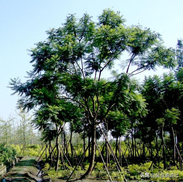 2020年5月份蓝花楹报价多少:昆明蓝花楹出自什么地方？