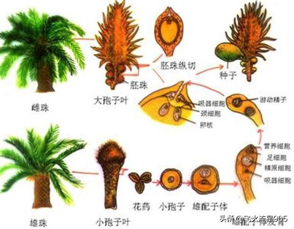 头条问答 裸子植物门共有多少科植物 分别有什么特征 有多少种植物 12个回答