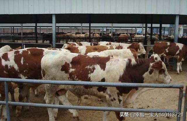 养牛知识大全视频播放:人一辈子就做一件事养牛，养1万头牛，也能成千万富翁吗？