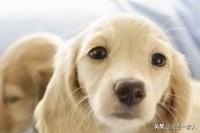 四个月美系金毛犬图片:我想养只5个月大金毛幼犬需要注意什么？