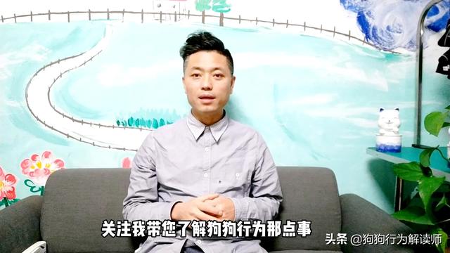 私密地带迎接新的主人:六个月的边牧会认新主人吗？
