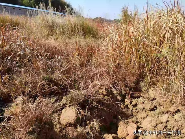 蕲蛇图片:蕲蛇的故事（附药：金钱白花蛇）？