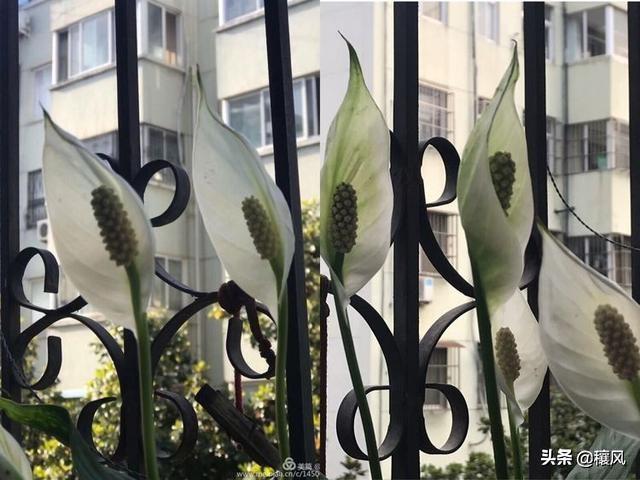 祖母绿的寓意,木佐祖母绿跟普通的祖母绿有什么区别？