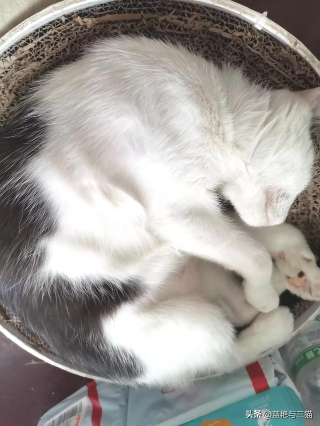 你们的猫咪性格好吗？