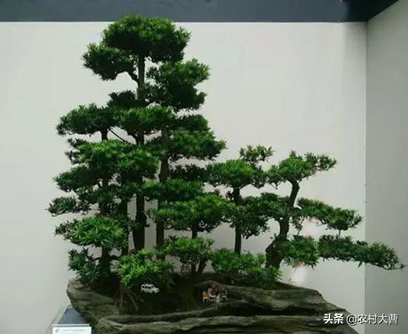 盆景五大流派:什么是岭南派盆景？岭南派盆景的艺术特色是什么？
